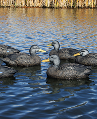 DOA Refuge Black Duck Decoys